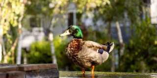 Shadowbrook Apartments Gallery 8