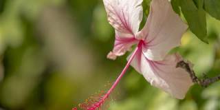 Dunes of Boca Gallery 15