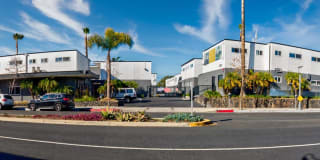 Santa Monica Palms Gallery 17