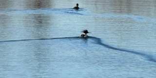 9 Sandpiper Lane Gallery 19