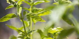 Vivo on Harbor Gallery 39