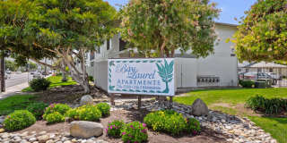 Bay Laurel Gallery 1