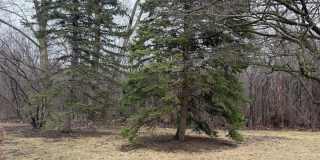 229 Shea Drive Gallery 29