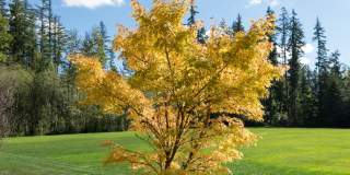 SKY Sammamish Gallery 20