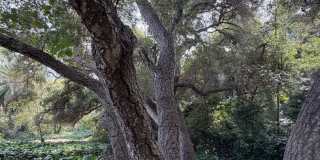 Leafy Montecito Gallery 24