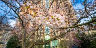 The Magnolia Gallery 39