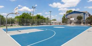 The Iris The Iris Gallery 21