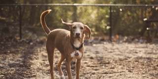 Stone Creek at Brookhaven Gallery 21