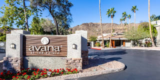 Avana at the Pointe Gallery 33