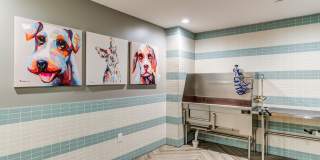 Allure Apollo Gallery 23