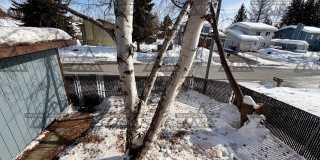 4 Bedroom Home in Fairbanks / Washer& Dryer / Cat Friendly Gallery 29