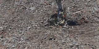 92-9168 Tiki Lane Gallery 1