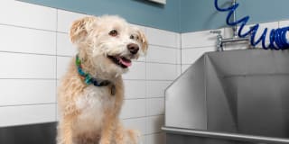 Avalon Camarillo Gallery 21