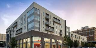 The Corvina The Corvina Gallery 1