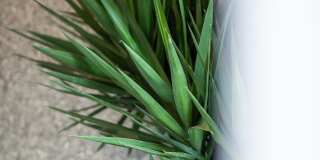 Wren on the Creek Gallery 36