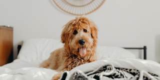 Bonavia Luxury Apartments Gallery 30