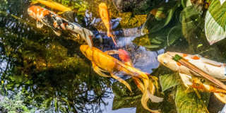 Exquisite haven in prestigious Portlock! AC, Ocean Views, Pool, Hale Ola Gallery 58