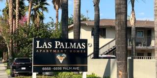 Palm Rose Gallery 6
