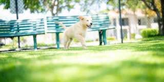 Mizner Court Gallery 34