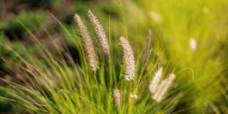 Isla Palmetto Gallery 20