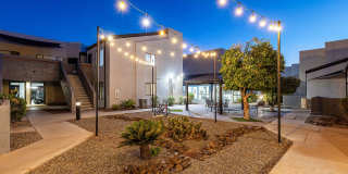 Lion Tempe Gallery 36