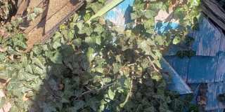 Available June 10th 3-bedroom, 2 bath home on a corner lot near Hamblen Elementary School Gallery 19