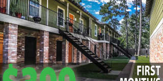 Spring Pine Gallery 42