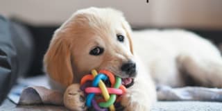 Village South Gallery 16