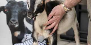 Goat Blocks Gallery 47