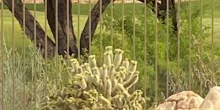 6894 E THIRSTY CACTUS Lane Gallery 51