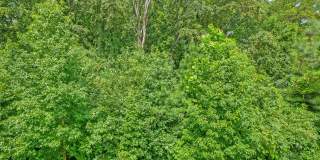 4817 Forest Pines Dr Gallery 18