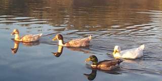 Spacious 2bd/2bath + Den home in gorgeous community (there's a lake!) Gallery 4