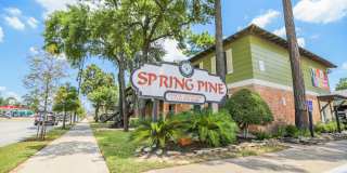 Spring Pine Gallery 1