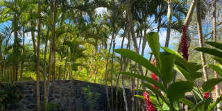 Tropical oasis Gallery 7