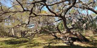 2746 ORCHID OAKS DRIVE Gallery 49