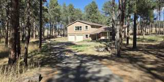 Colorado living in the trees of Black Forest Gallery 1