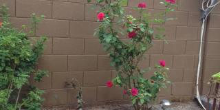 3 bedroom home with loft and community pool 3 bedroom home with loft and community pool Gallery 12