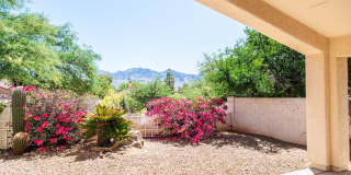 11146 North Desert Flower Drive Gallery 11