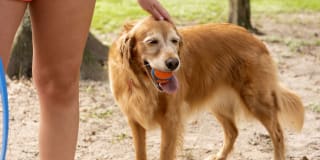 Mansions in the Park Gallery 16