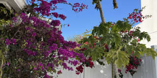 2229 Bougainvillea St Gallery 21