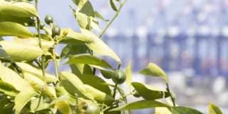 Vivo on Harbor Gallery 35