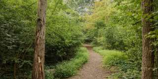 The Meadows Gallery 6