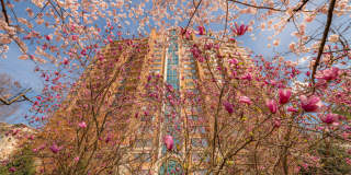 The Magnolia Gallery 33