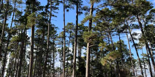 509 Green Meadow Trail Gallery 1