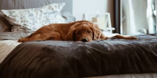 Addison Medical Center Apartments Addison Medical Center Apartments Gallery 7