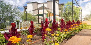 Meritum Sonoran Desert Gallery 40