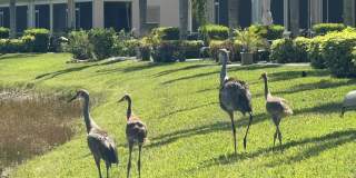 1302 Weeping Willow Court Gallery 6