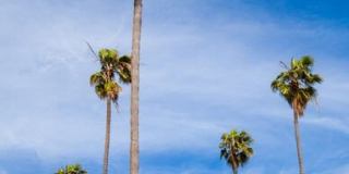 927 1/2 Victoria Ave Gallery 29