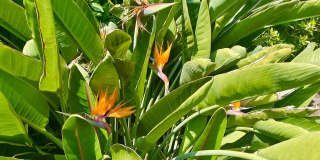 1006 N Crescent Heights Blvd Gallery 29