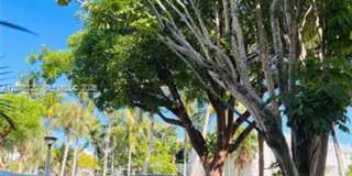 251 Galen Dr cu-101E, Key Biscayne, FL 33149 Gallery 10